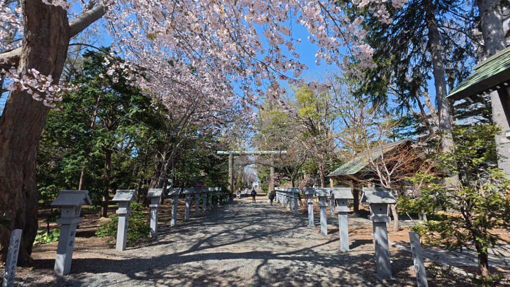 鳥居をくぐり、境内を進む。本殿にてお参りした後…目にした光景は桜で溢れていました。