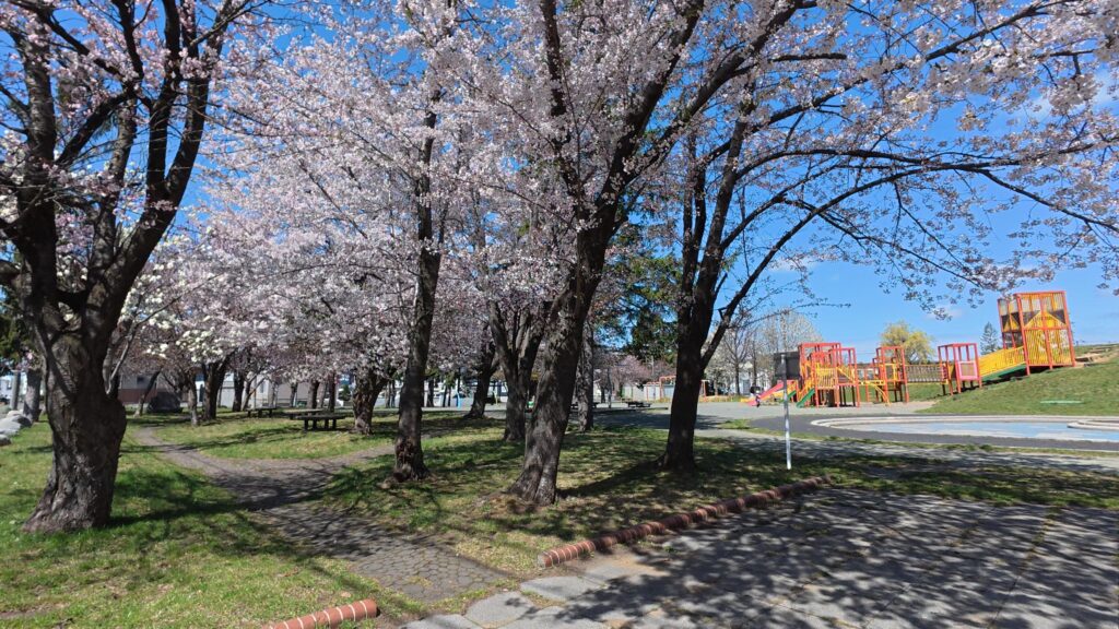 厚別西公園で満開に咲き誇るピンクの桜と青空のコントラスト
