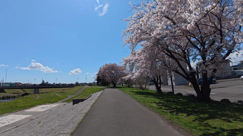 厚別川の河川敷沿いにどこまでも続く満開の桜並木